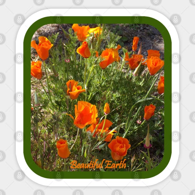 California Poppies Beautiful Earth Sticker by HutzcraftDesigns